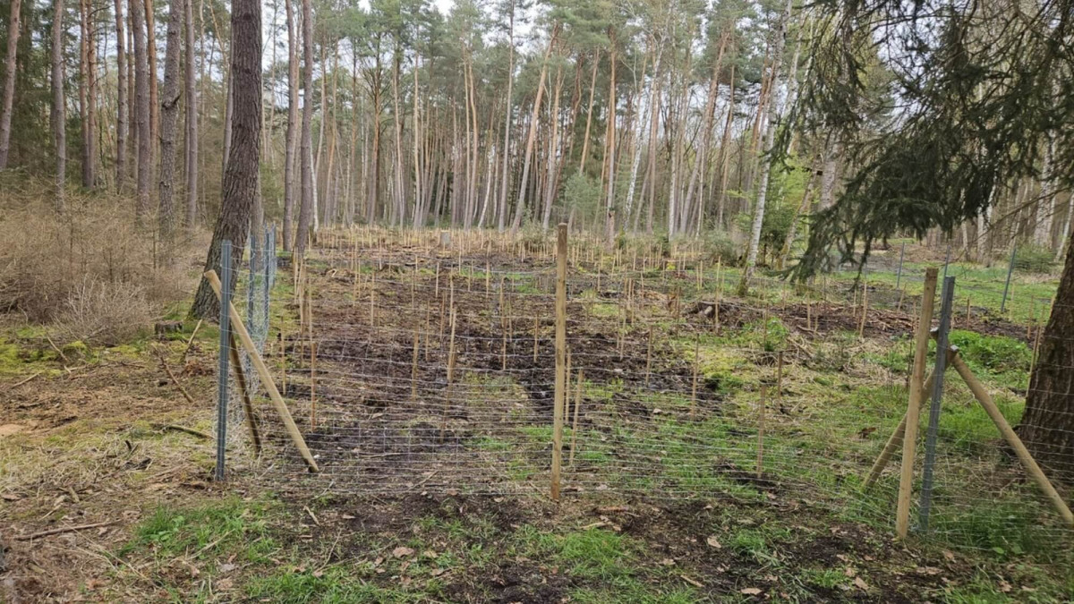 Wachsende Wälder: bessergrün pflanzt wieder in Unterfranken