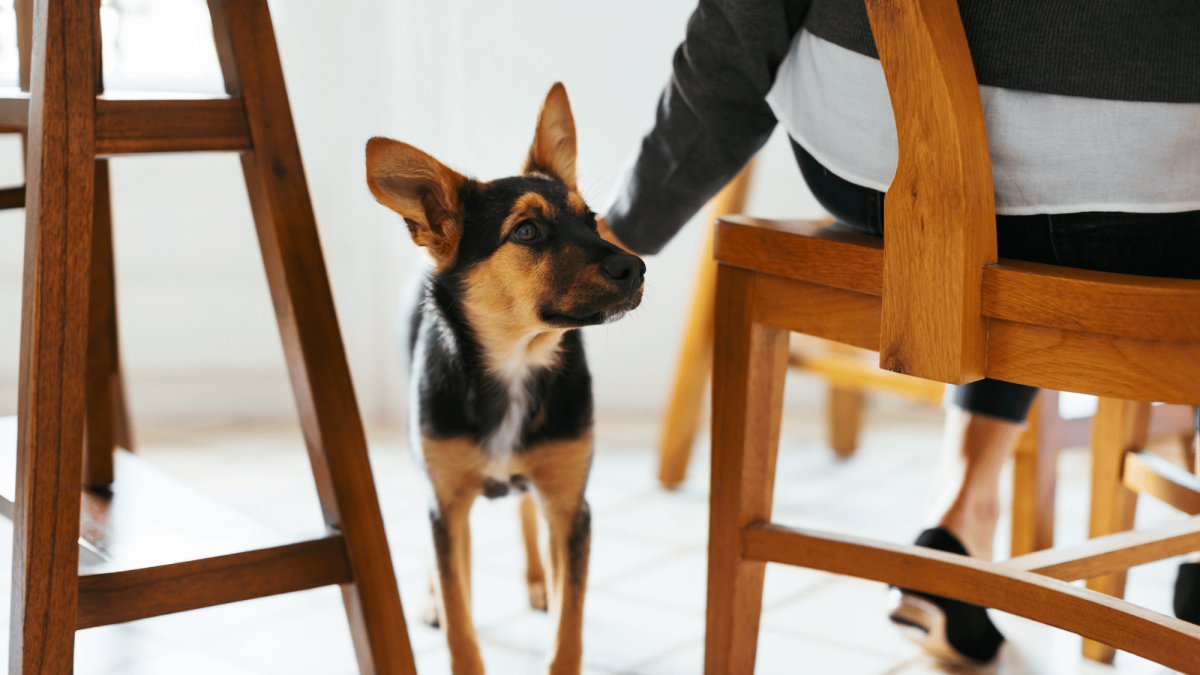 Mehr Sicherheit für Hund und Halter