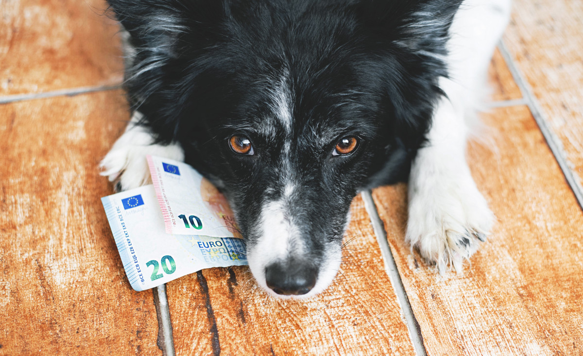 Tierisch erfolgreich: Wissenswertes zur Tierkrankenversicherung