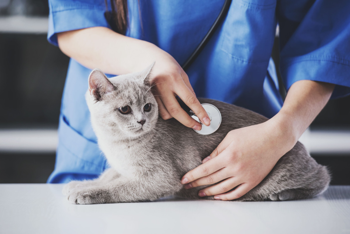 Eine Frage des Geldes: Wie Einkommen und Tiergesundheit zusammenhängen