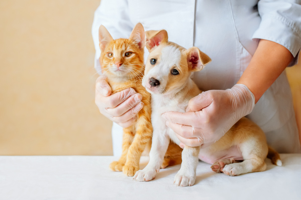 Tierkrankenversicherung trotz Vorerkrankungen? Ja, das geht!