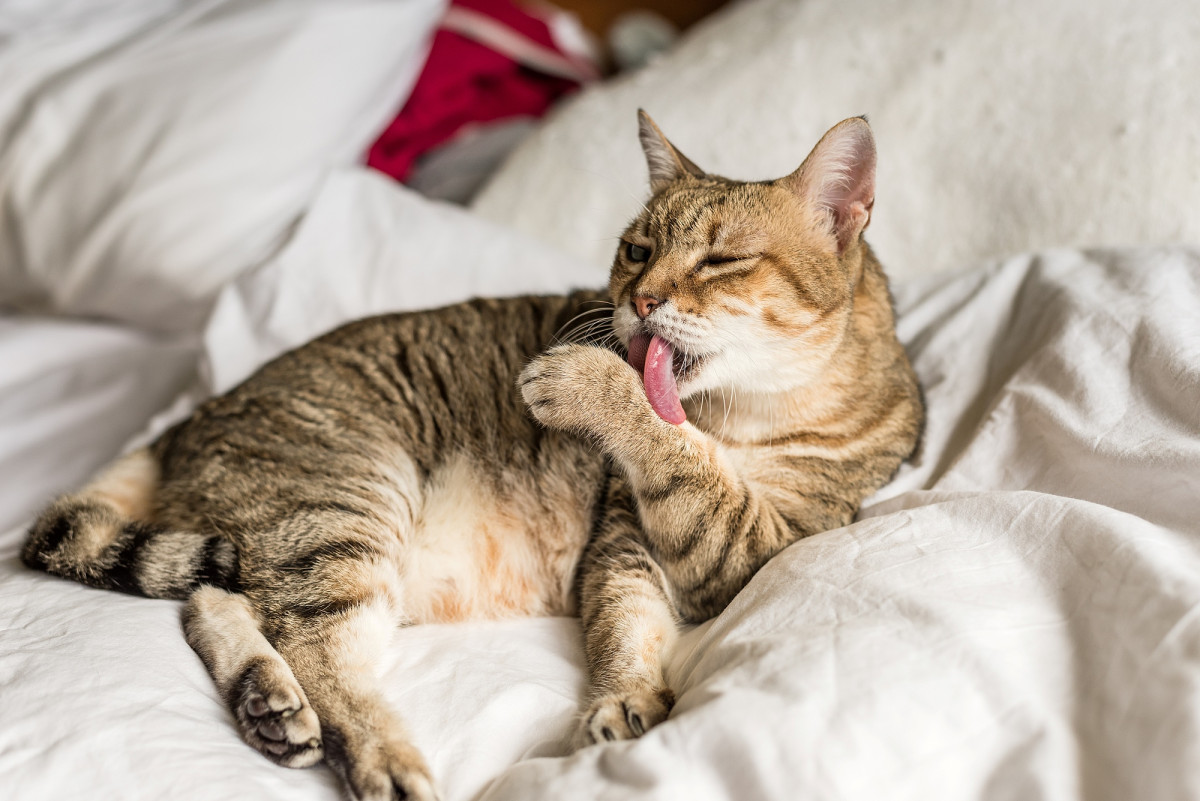 Weniger ist mehr als nichts: der OP-Kostenschutz für Hunde und Katzen