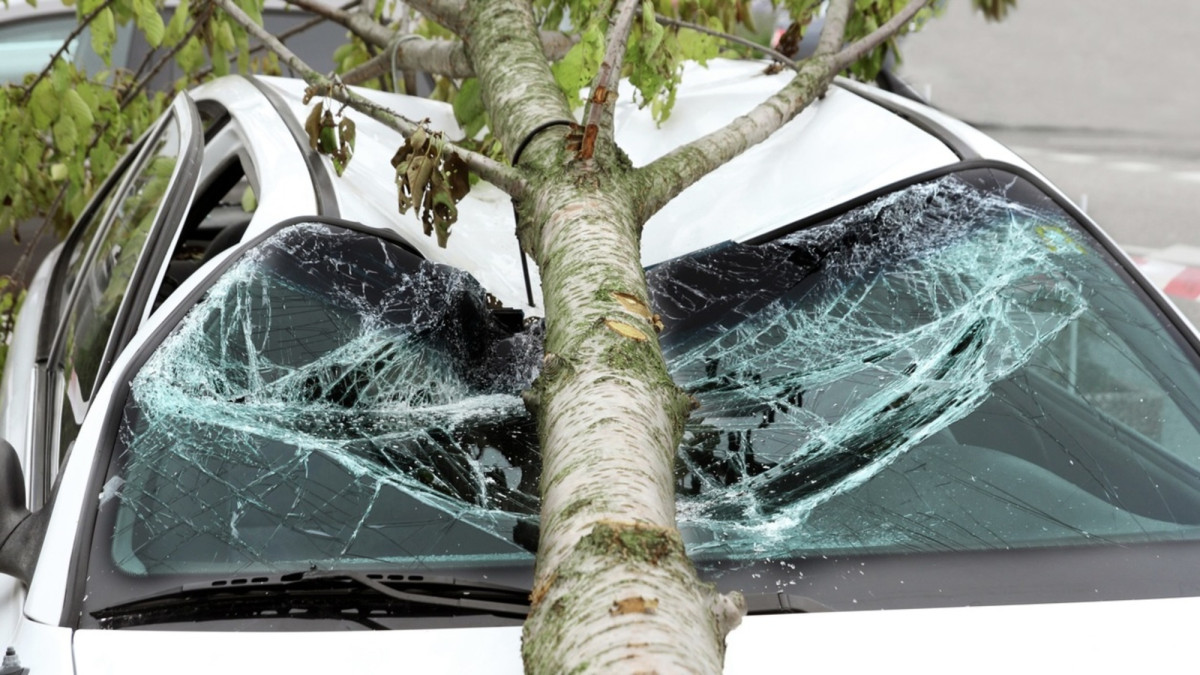 Auto, auf das ein Baum gestürzt ist