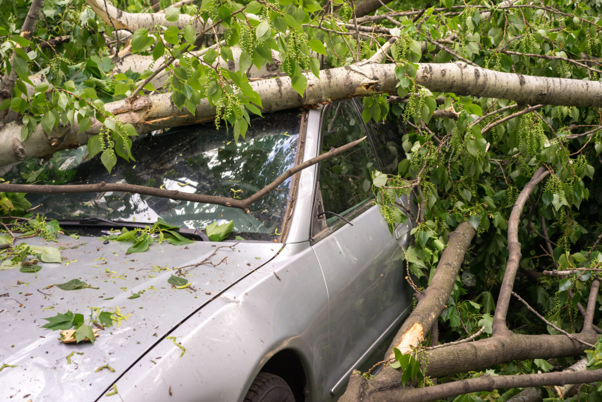 Auto, auf das ein Baum gestürzt ist