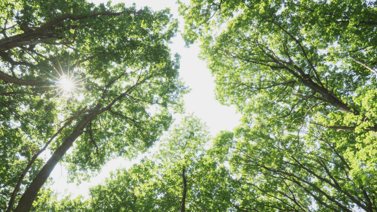 Bestattungsarten in Deutschland: Tradition trifft Nachhaltigkeit