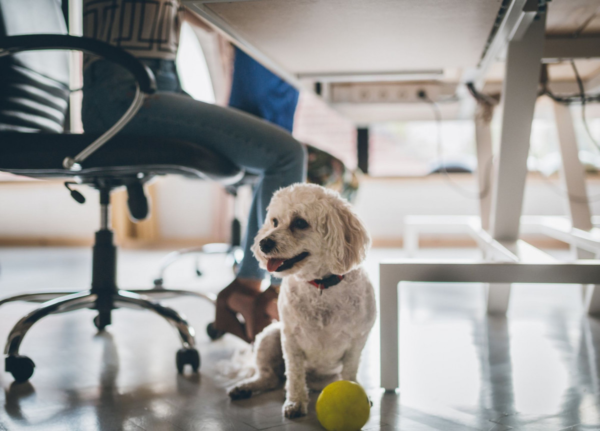 Ein Hund sitzt unter einem Schreibtisch