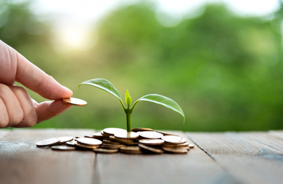 Eine kleine Pflanze auf einem Tisch und eine Hand legt Geldmünzen drumherum