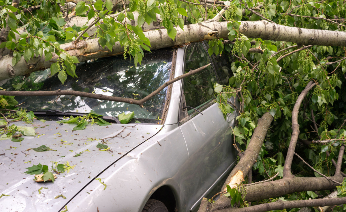 Autounfall mit umgekipptem Baum