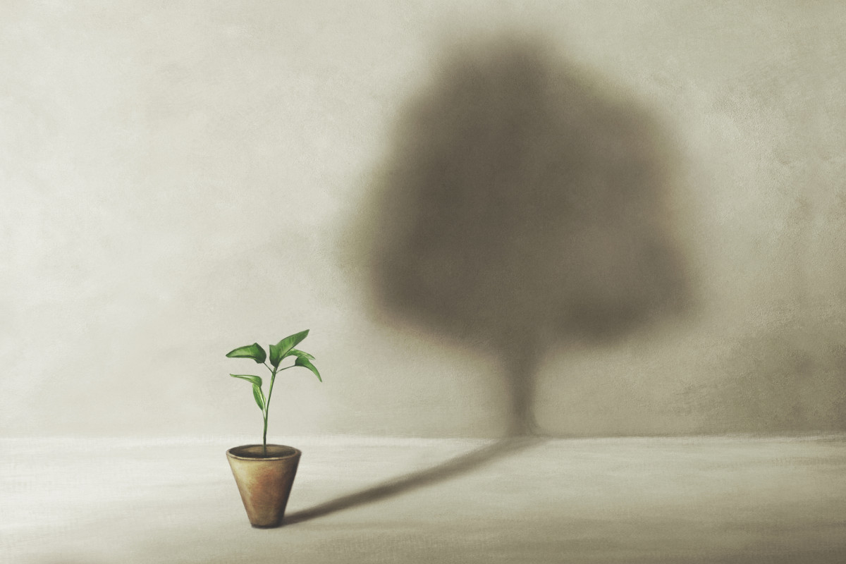 Pflanzen, die einen Baum-Schatten wirft