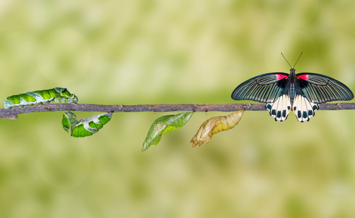 Verwandlung einer Raupe zu einem Schmetterling