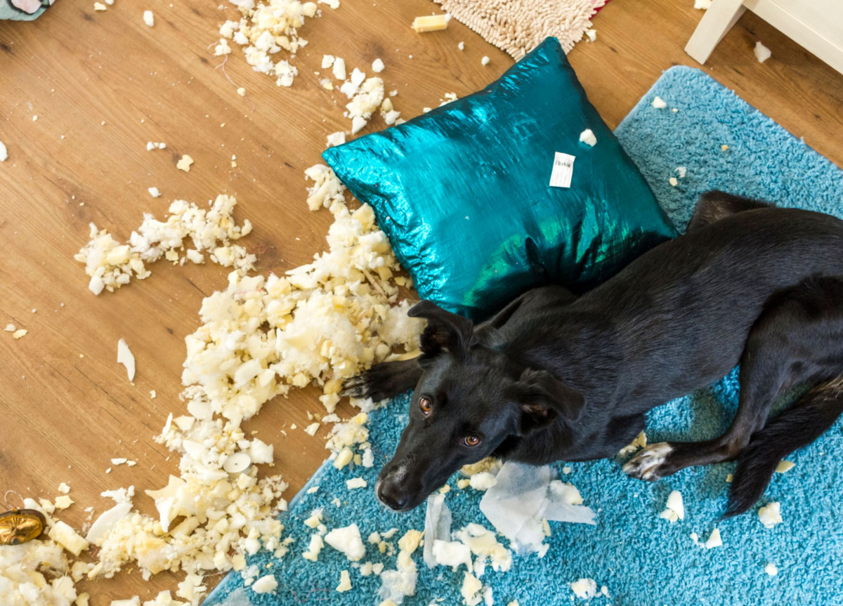 Ein Hund sitzt vor einem zerrupften Kissen