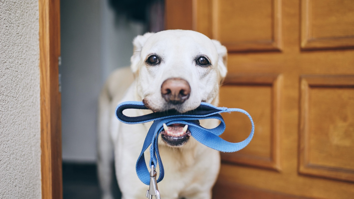 Hund wartet auf Spaziergang