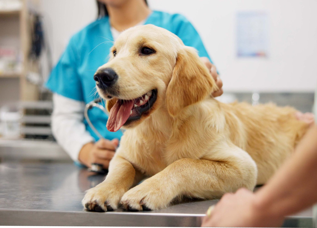 Ein Hund liegt auf dem Behandlungstisch eines Tierarztes
