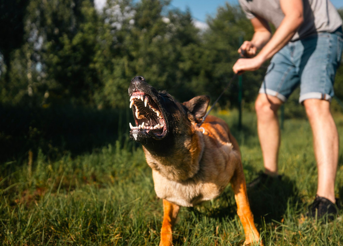 Ein aggressiver Hund an einer Leine zeigt seine Zähne