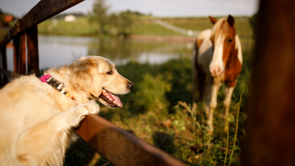 So finden Makler die besten Tierhalterhaftpflichtversicherungen