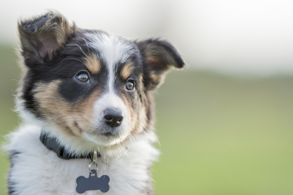 Hundewelpe