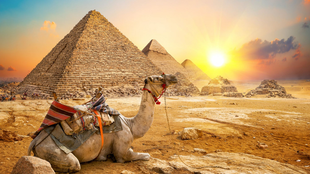 Kamel im Sonnenuntergang vor den Pyramiden
