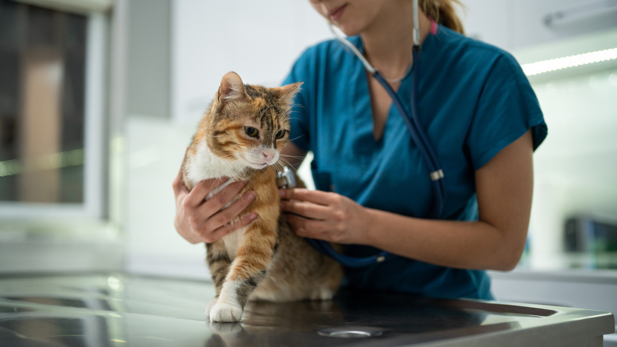 Tiergesundheit im Fokus der Vermittler