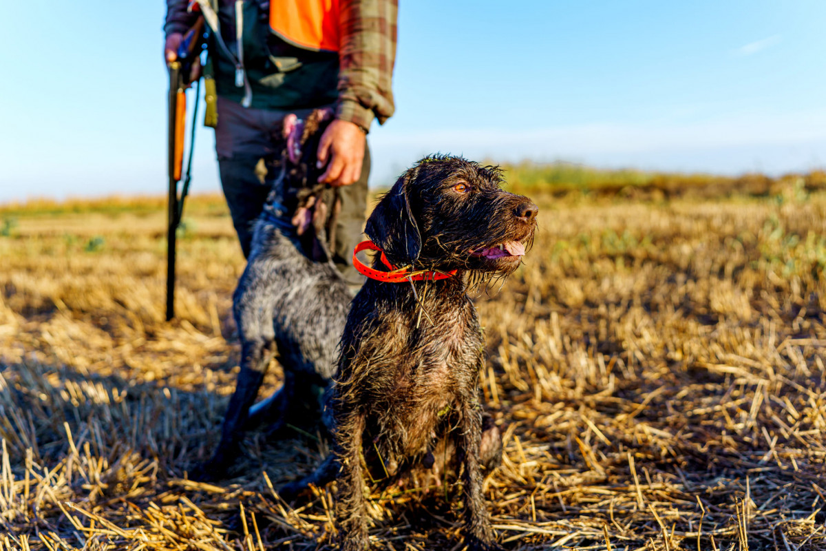 Jäger mit Jagdhund