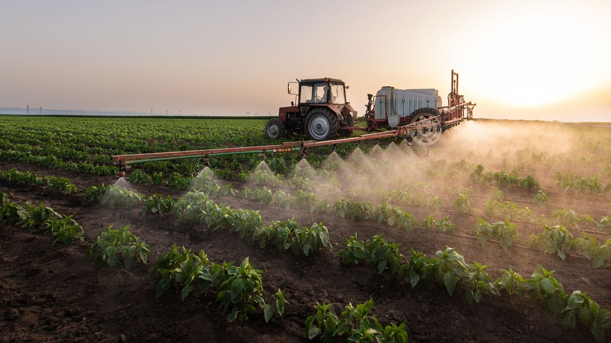 Kartoffelbauer verspritzt Pestizide