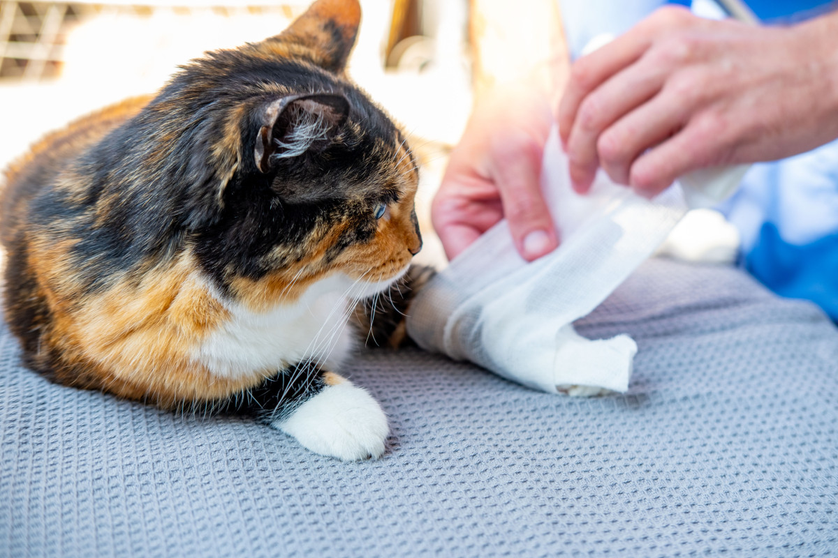 Katze bekommt einen Verband ums Bein