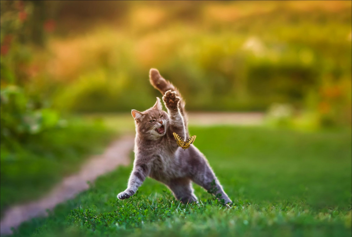 Katze jagt einen Schmetterling