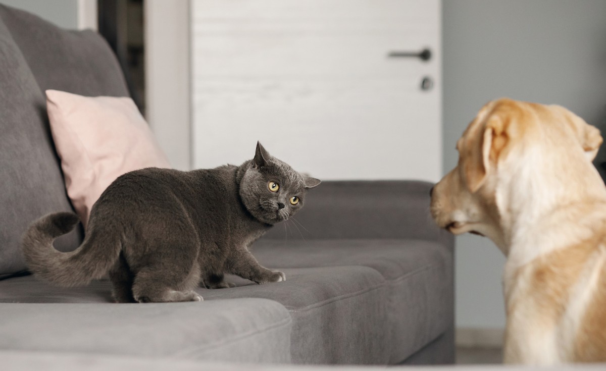 Katze sieht misstrauisch einen Hund an