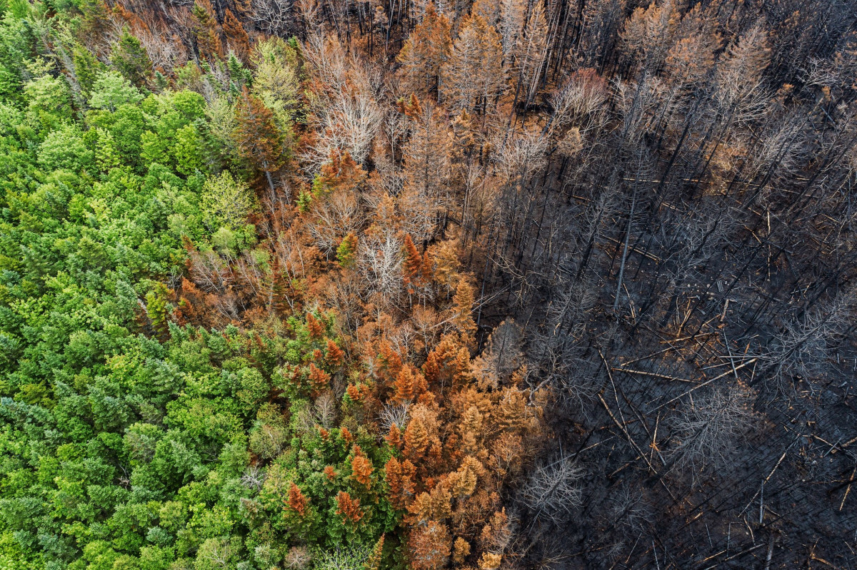 Schäden eines Waldbrandes von oben fotografiert