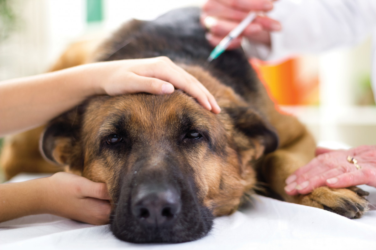 Schäferhund beim Tierarzt bekommt eine Spritze