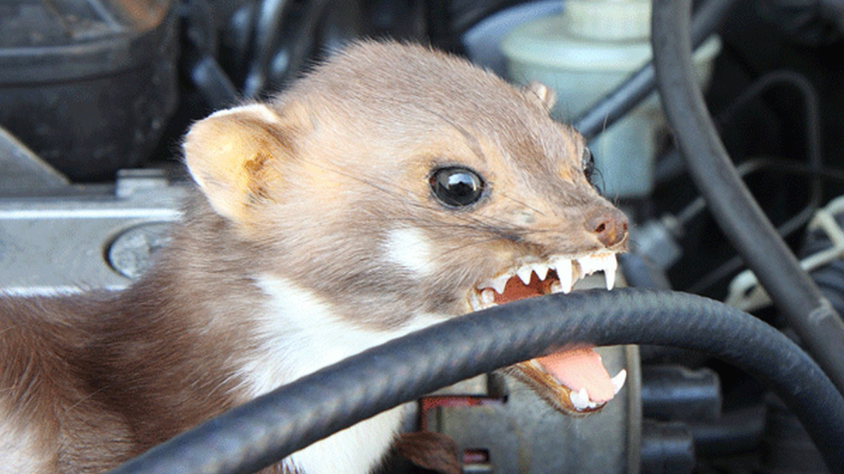 Versicherer warnen vor Beginn der Mardersaison