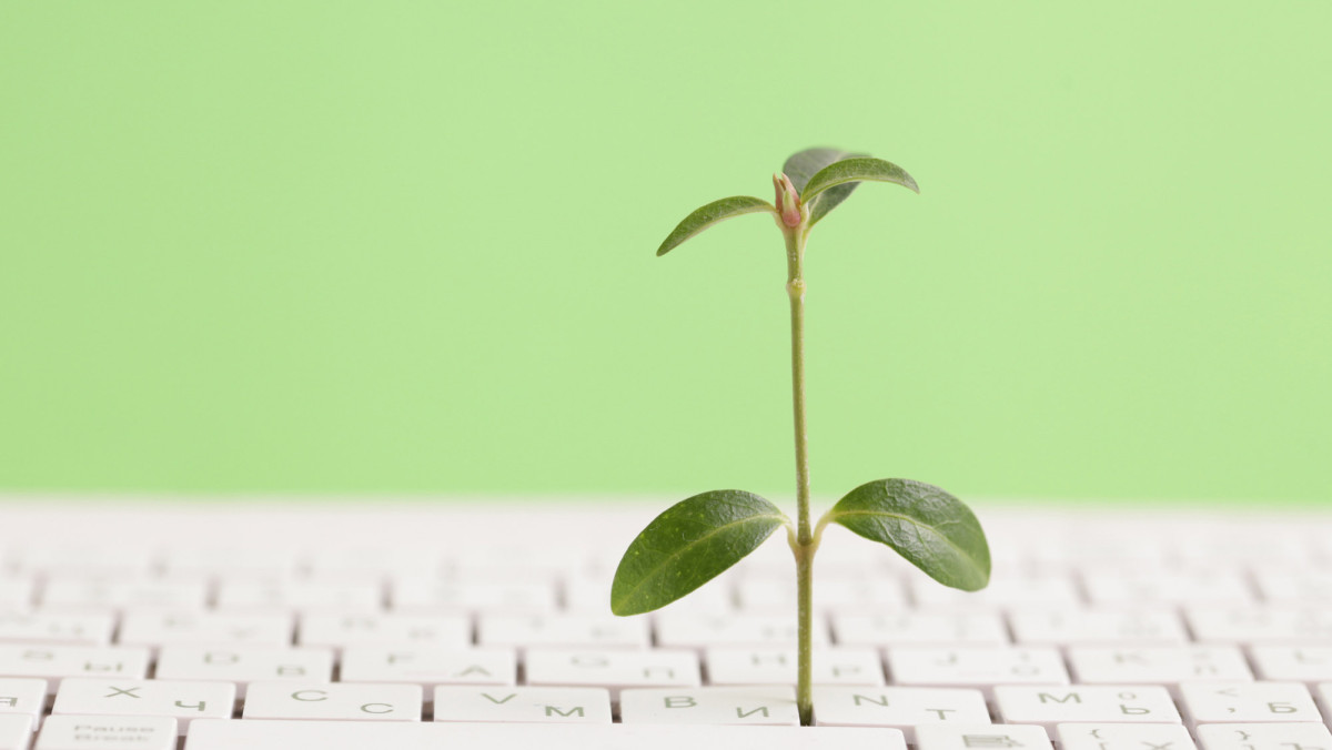 Pflanze auf Tastatur