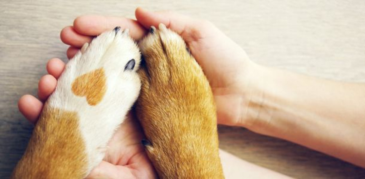 Wie wäre es zum Tag des Hundes mit einem Versicherungs-Update statt Leckerli