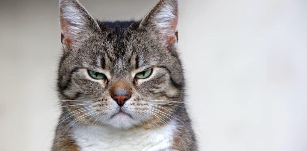 Deutlicher Rückgang bei PKV-Beschwerden