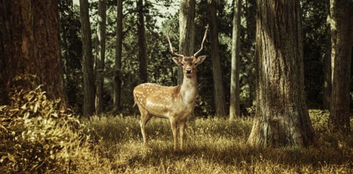 Schlechte Zeiten für Bambi & Co.: Das Jagen wird immer beliebter, bundesweit verfügen knapp 400.000 Menschen über einen Jagdschein.