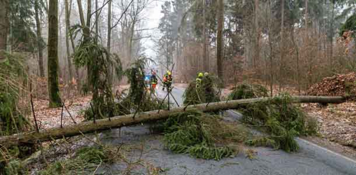Umgestürzter Baum Bild: AdobeStock/ Rico Löb