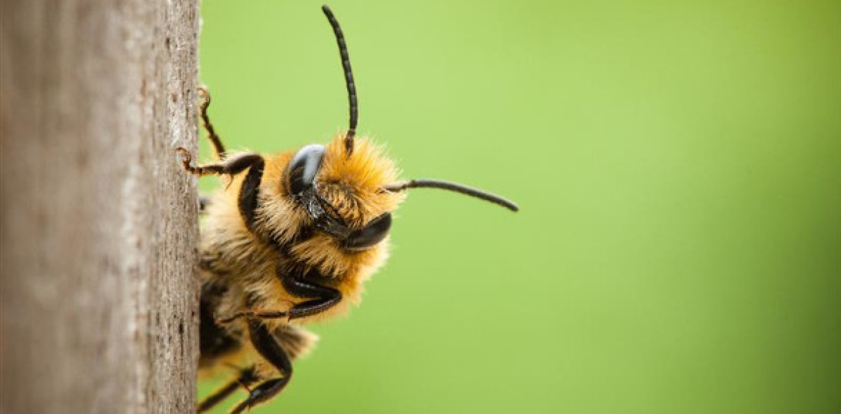 Kleines Tier mit großer Beliebtheit: Die Biene ist nicht nur für Imker, sondern kann auch für Makler interessant werden.
