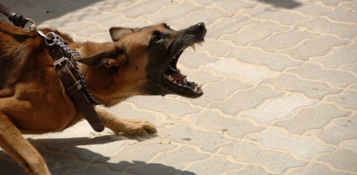 Ist zur Warnung vor einem aggressiven Hund ein Schild ausreichend? Und falls ja, mit welcher Beschriftung?