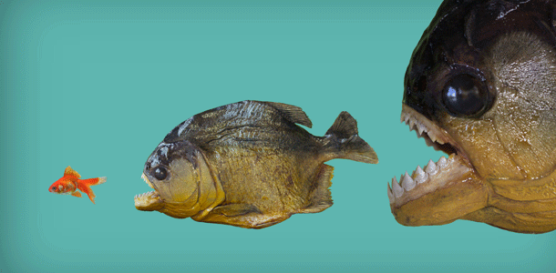 Fressen oder gefressen werden Bild: KaeArt