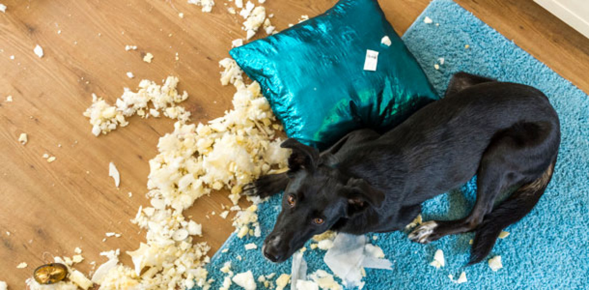 Haftpflichtversicherung Bild: Michael Renee