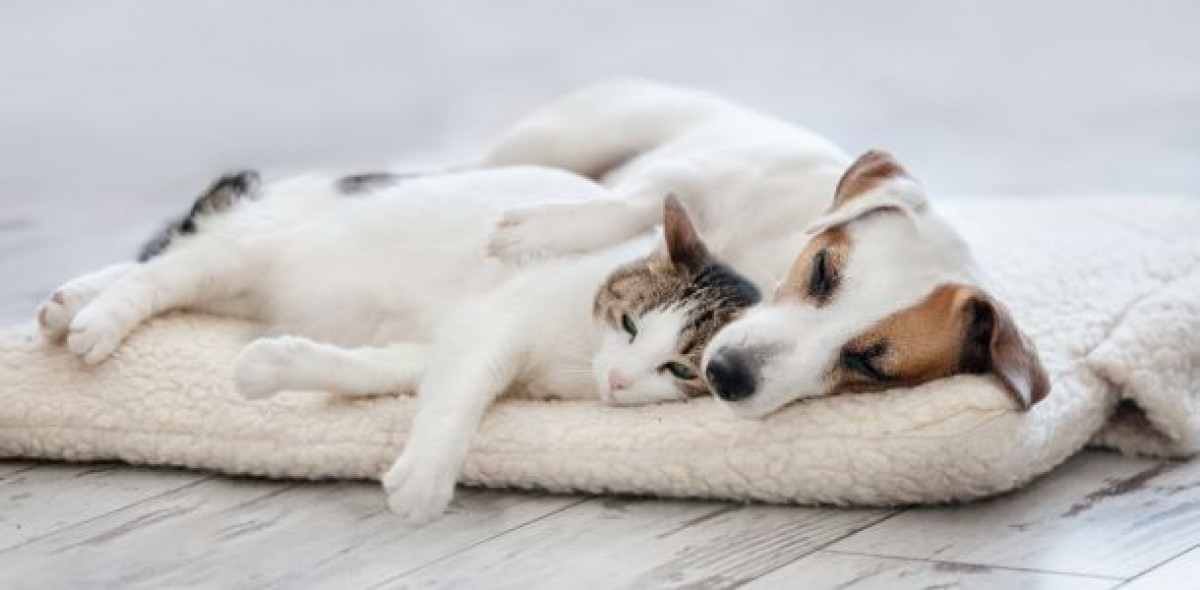 Tierversicherungen; Bild: Adobe Stock/Tatyana Gladskih 