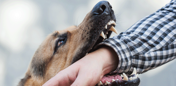 Hundebiss Bild: dimid_86