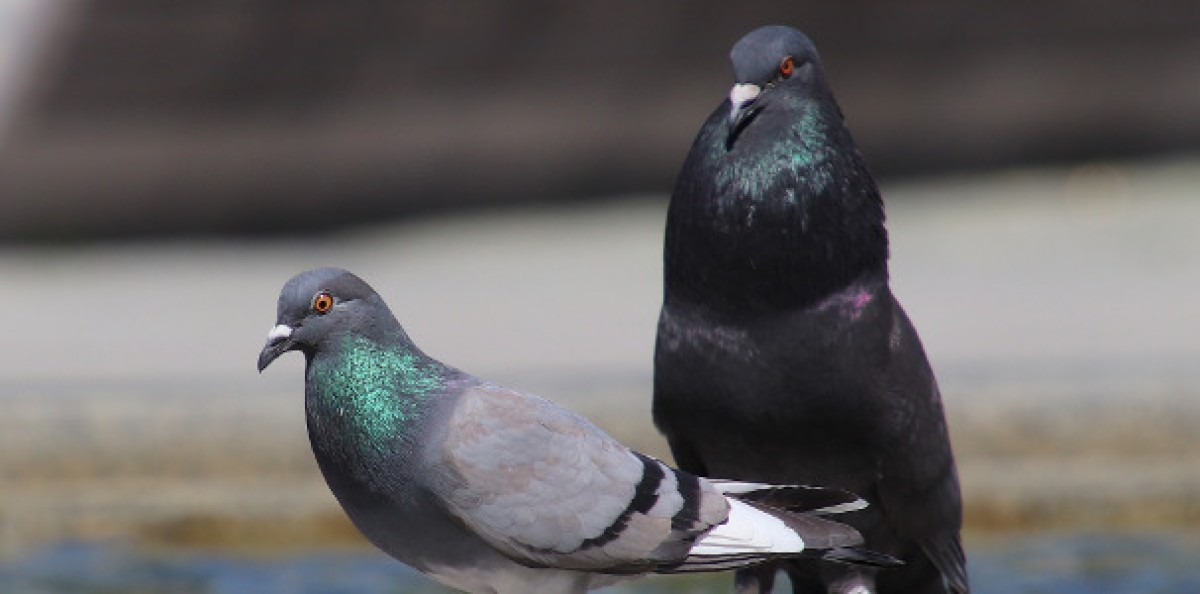 Nachfolge_Bestandsverkauf_Versicherungsmakler_Unternehmen