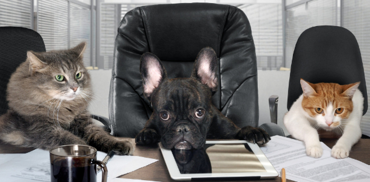 Tierkrankenversicherung Tier OP-Versicherung Tierhalterversicherung