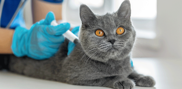 Tierarzt Bild: bymuratdeniz