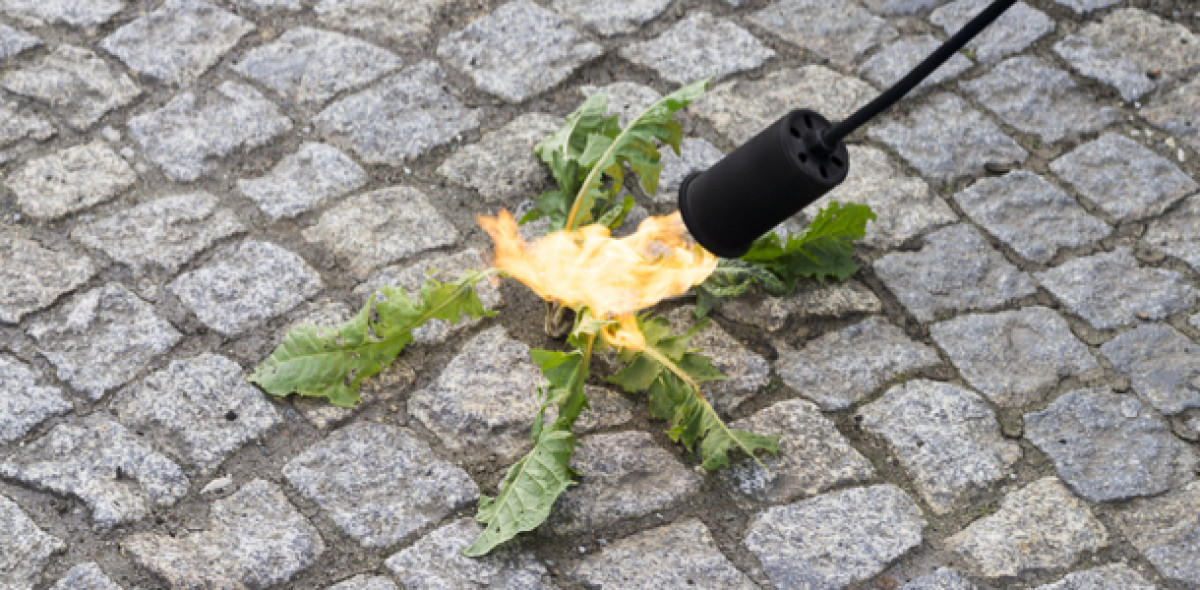 Unkraut Garten Frühling Haftung Windstärke