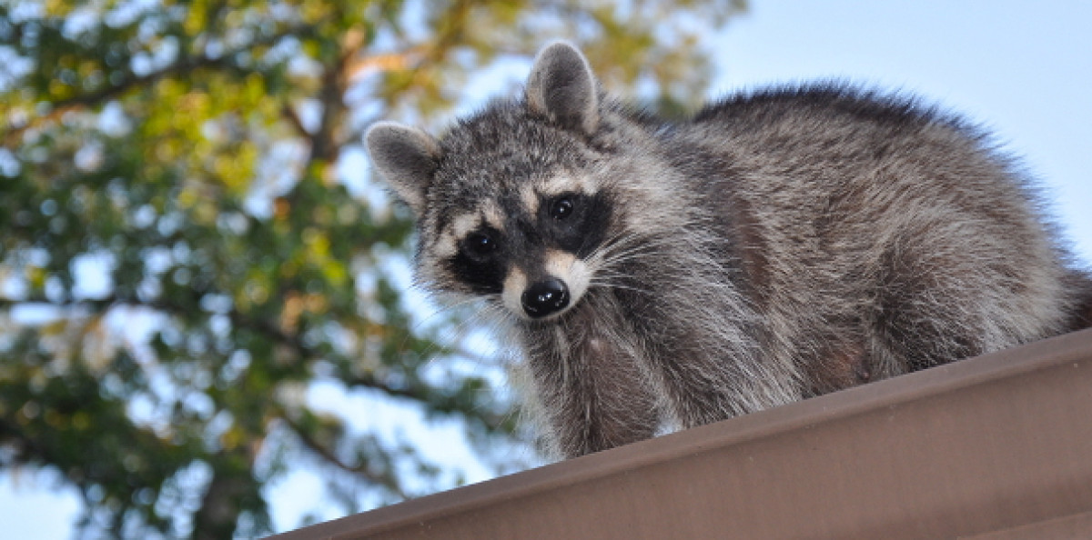 Waschbär Dach Dachboden Dämmung Schaden Versicherung Wohngebäude