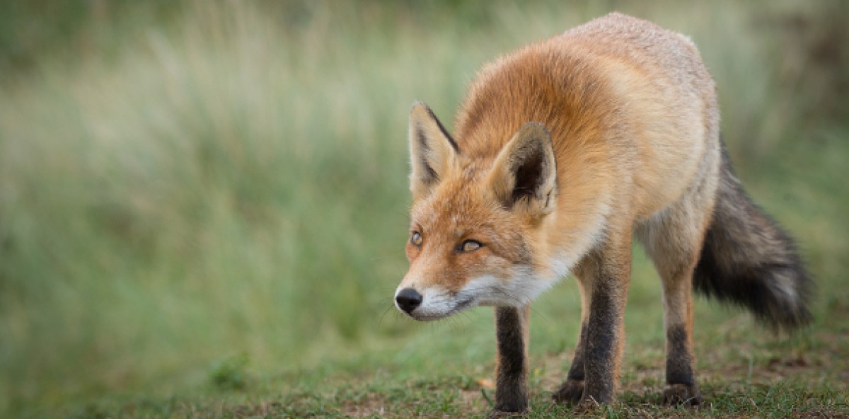 wefox Fonds Finanz Kauf Maklerpool
