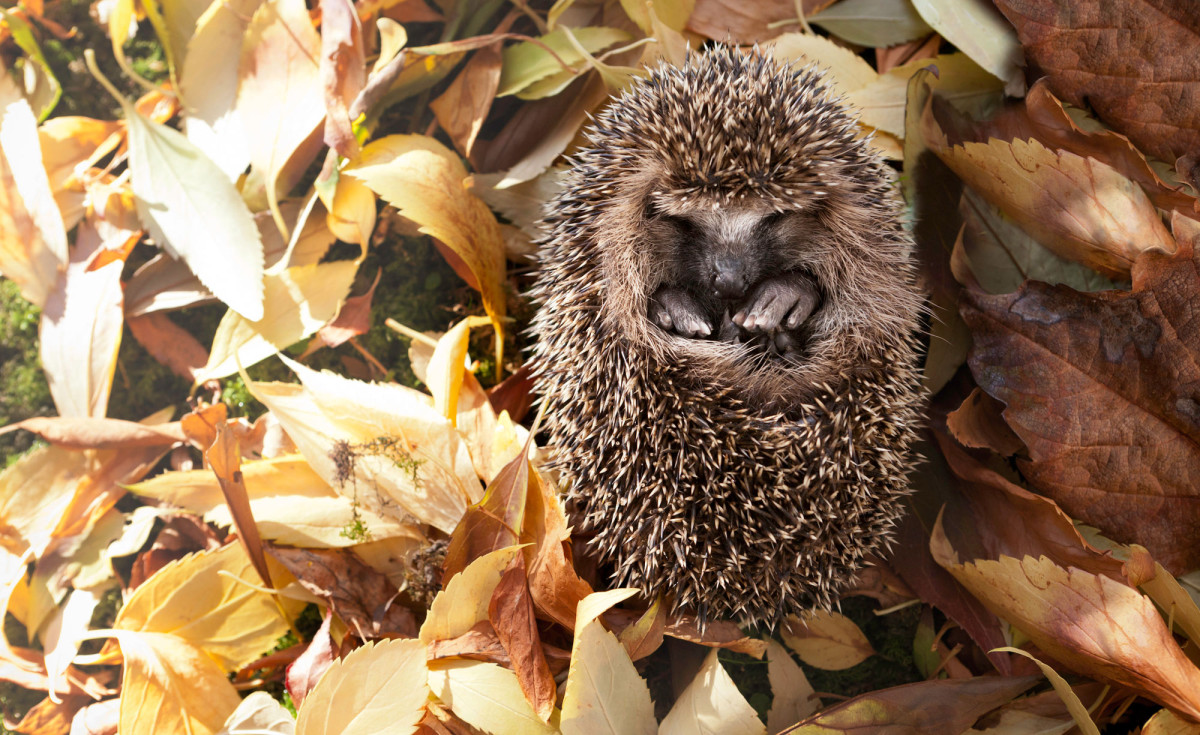 Igel im Winterschlaf