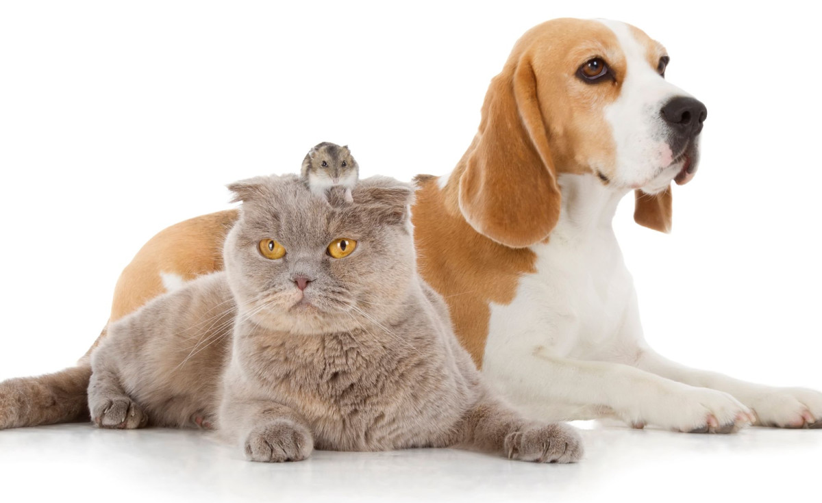 Tierversicherungen im Überblick