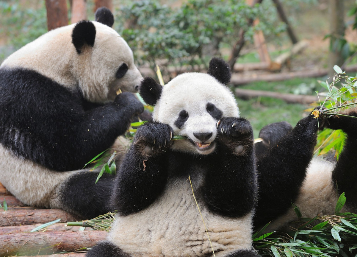 Mehrere Pandabären beim Bambus-Fressen